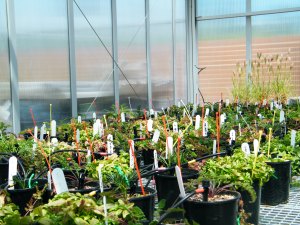 Glasshouse experiment testing the water response of alpine plants, based upon their source elelvation